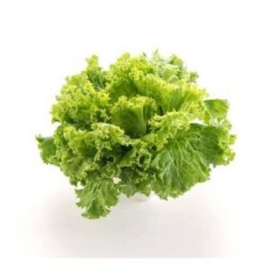 Lechuga maravilla verano